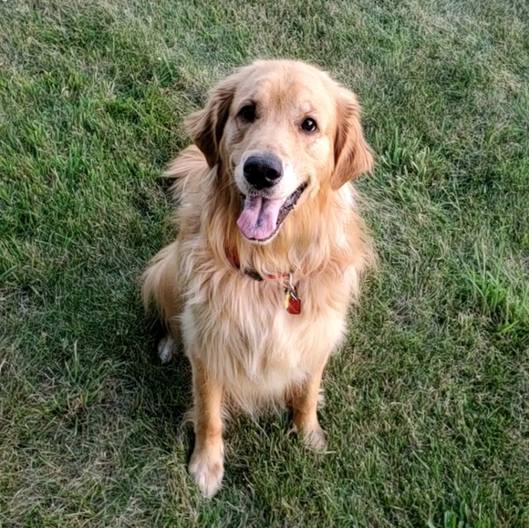 Meet your Posher, Shae - Picture 3 of 3